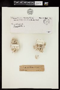 Amphiroa tribulus image
