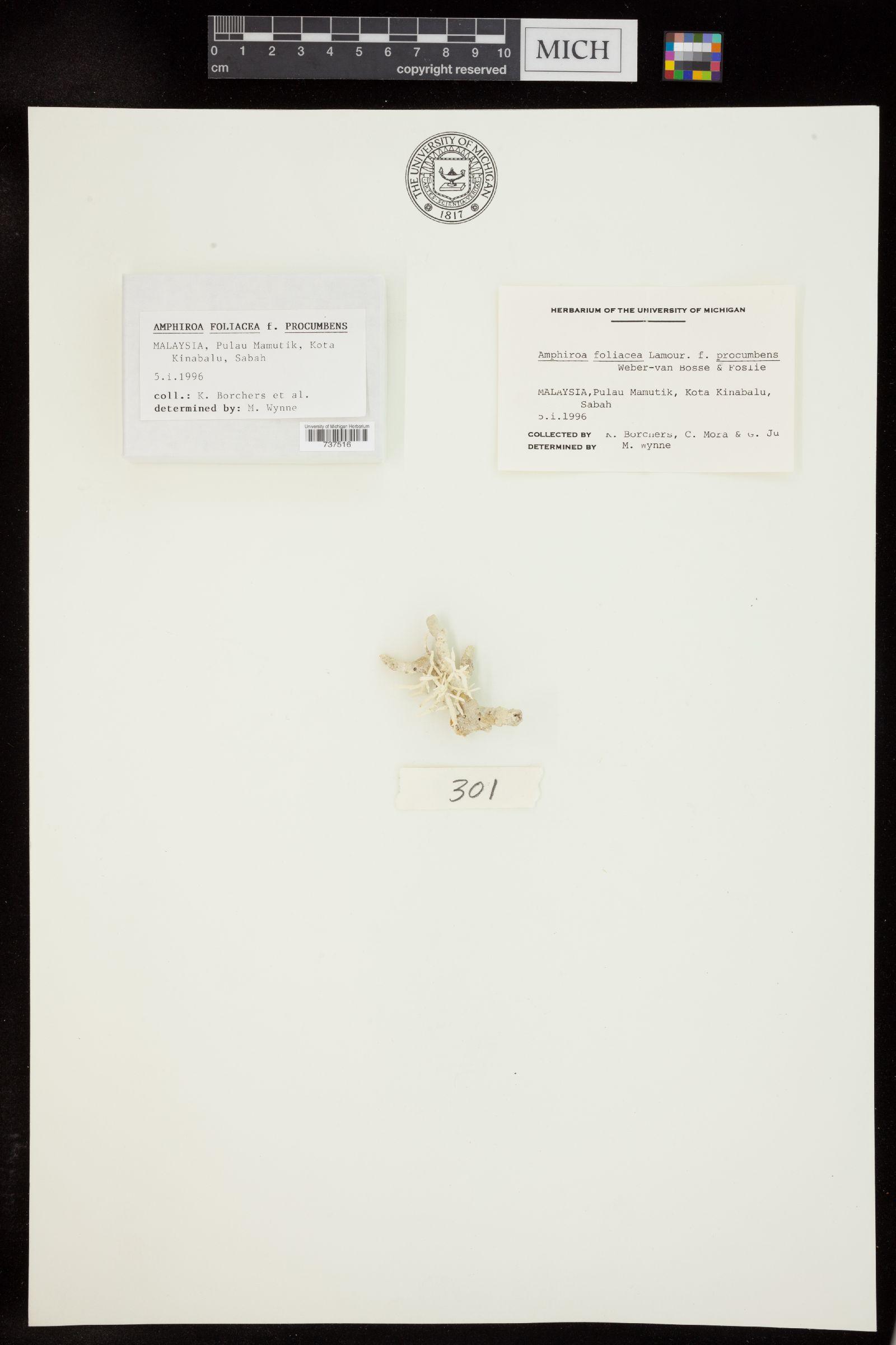 Amphiroa foliacea f. procumbens image