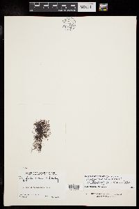 Neosiphonia hawaiiensis image