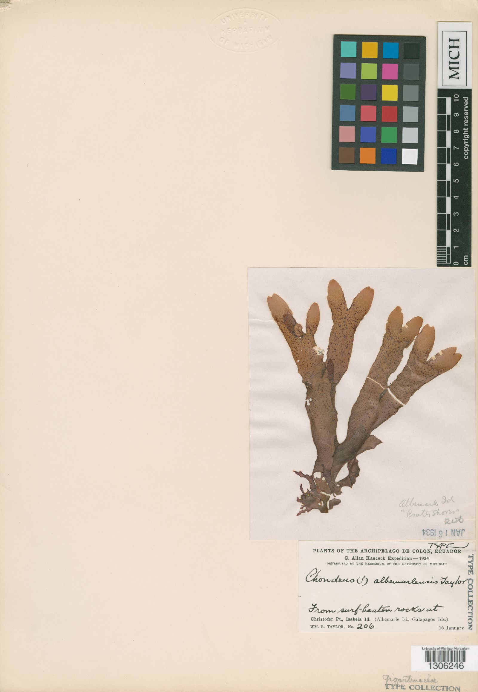Chondrus albemarlensis image