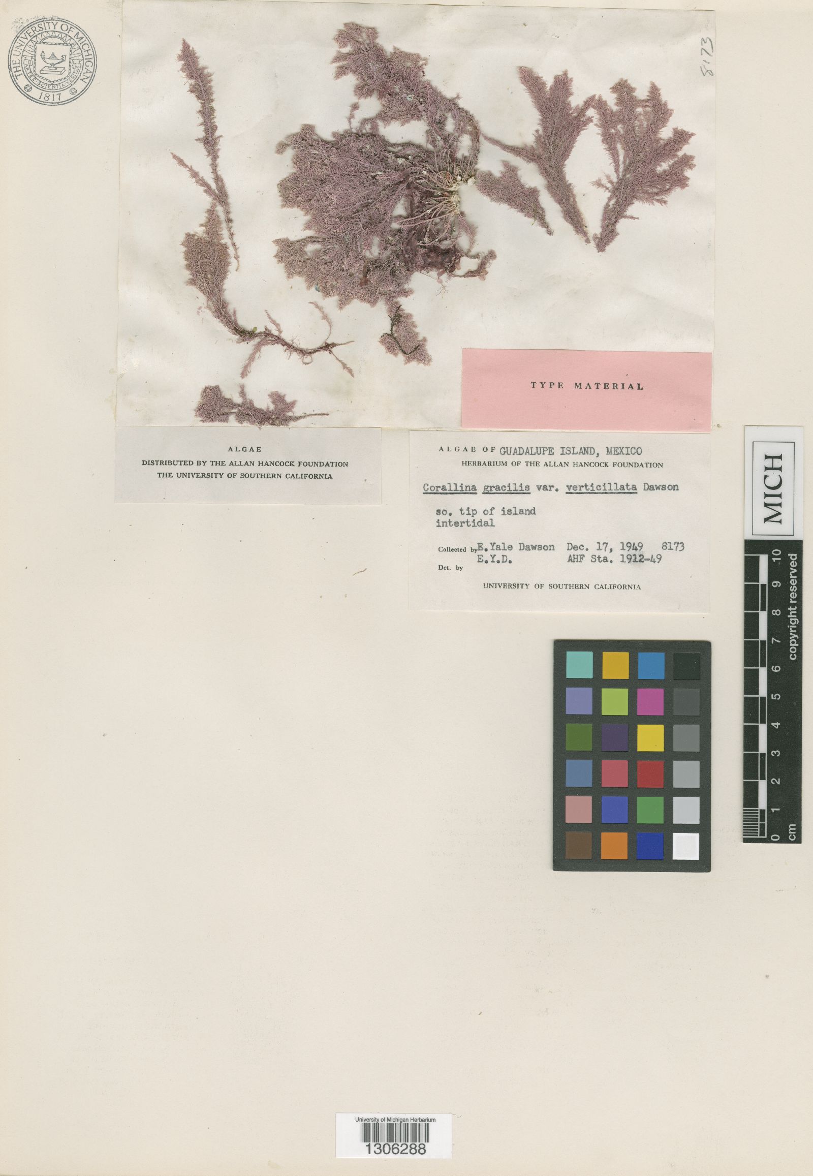 Haliptilon gracile var. verticillatum image
