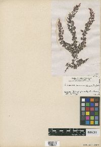 Laurencia peninsularis image