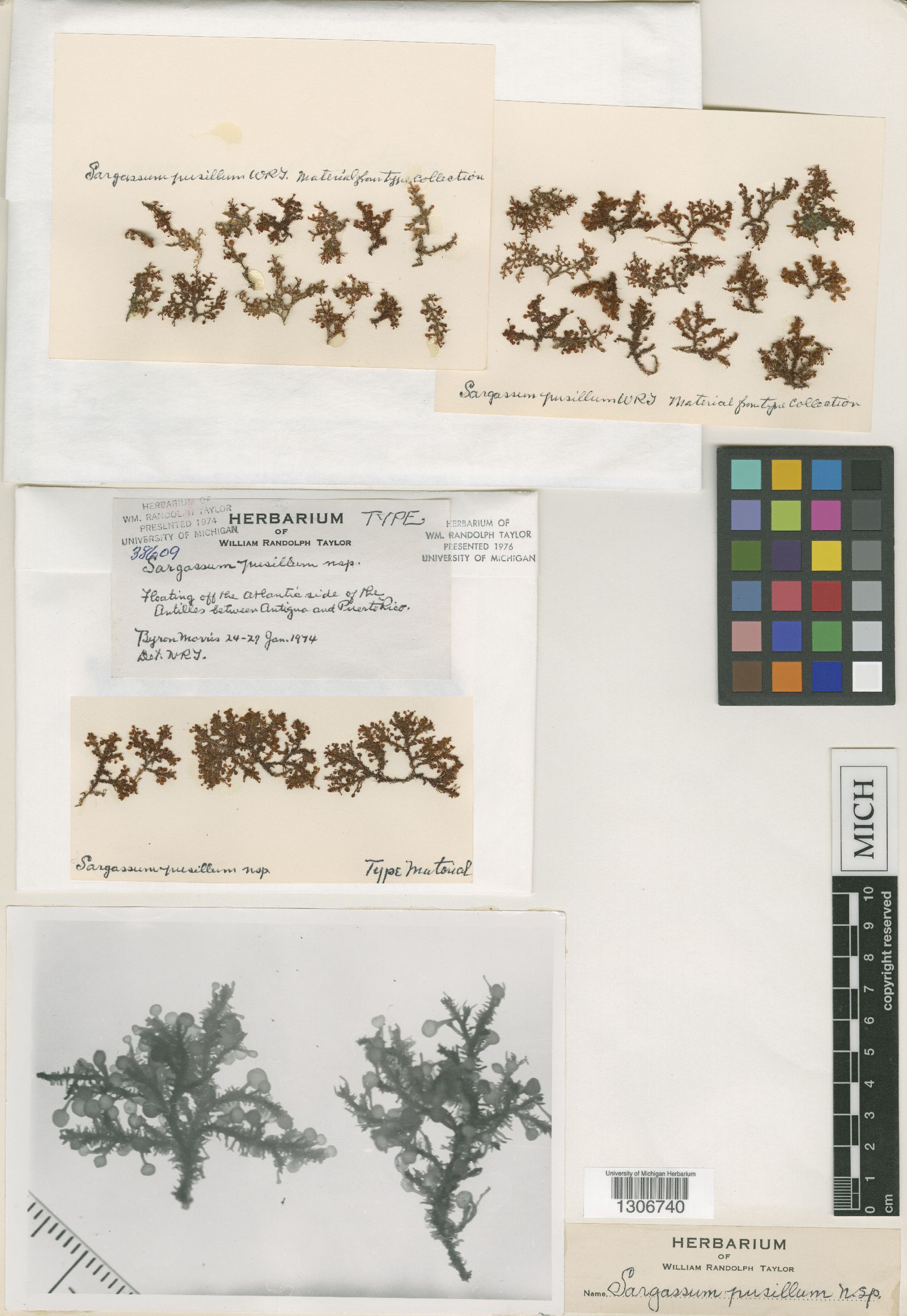 Sargassum pusillum image