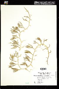 Caulerpa cupressoides f. alternifolia image