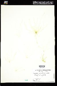 Enteromorpha flexuosa image
