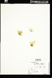 Bachelotia antillarum image