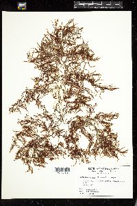 Sargassum natans image