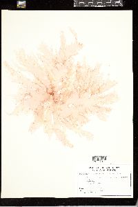 Halymenia floridana image