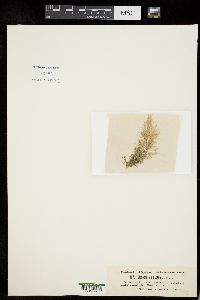 Cladophora alaskana image