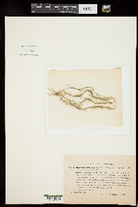 Cladophora canalicularis image