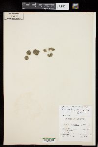 Cladophora columbiana image