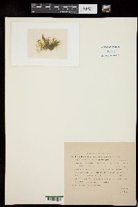 Cladophora hawaiiana image