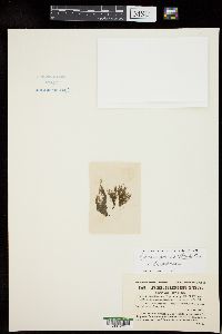 Ectocarpus corticulatus image