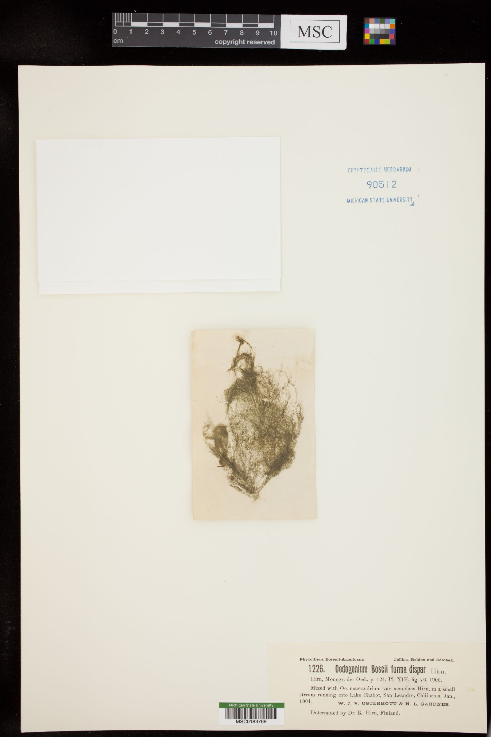 Oedogonium boscii f. dispar image
