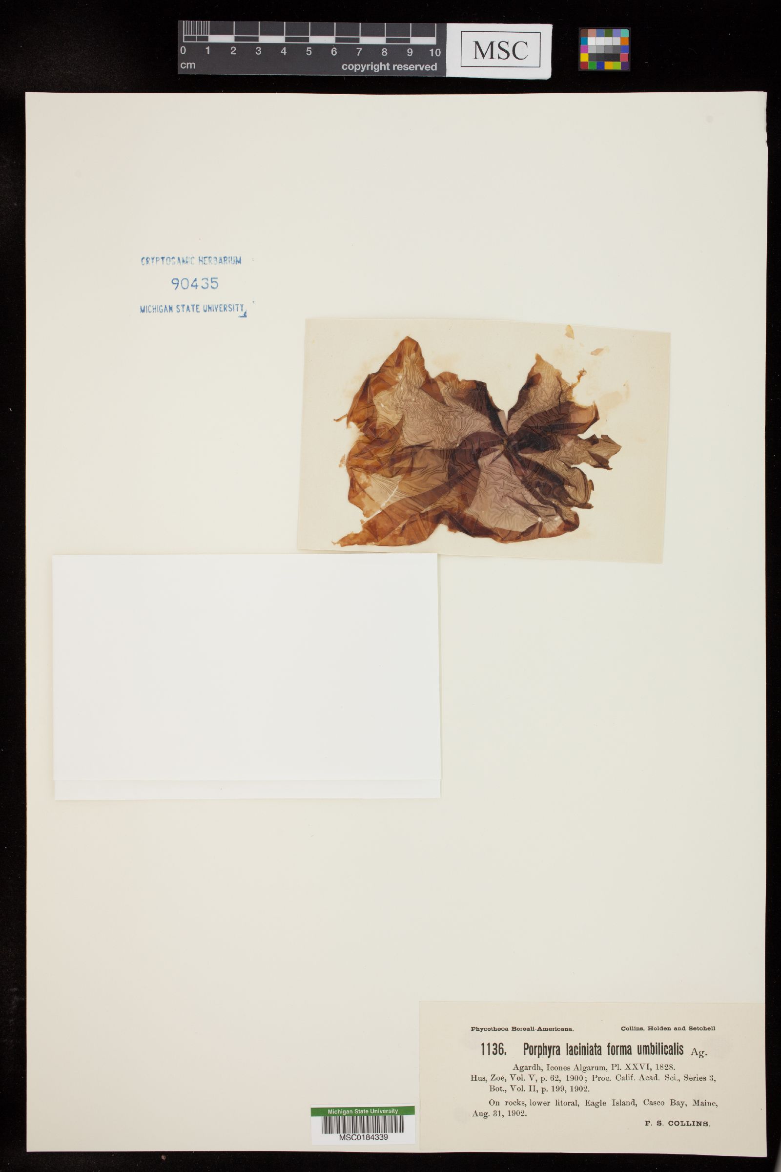 Porphyra laciniata f. umbilicalis image