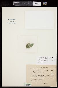 Rivularia haematites image