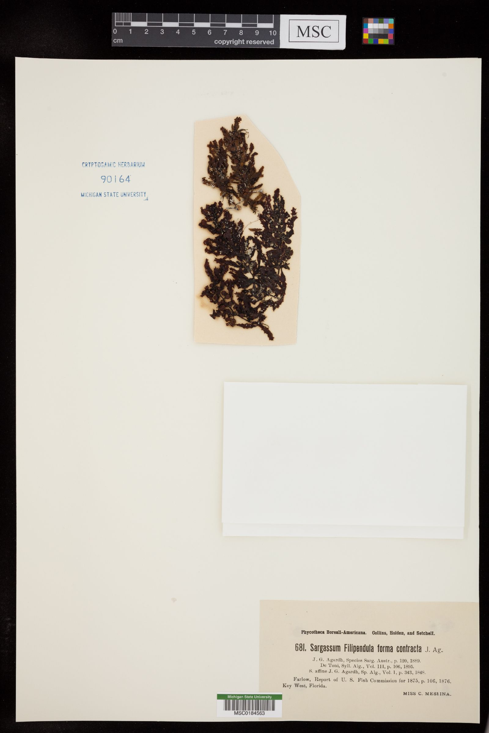 Sargassum filipendula var. contractum image