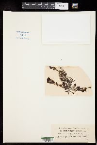 Sargassum vulgare f. ovatum image