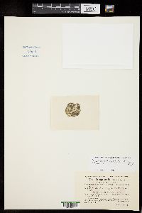 Spirogyra gracilis image