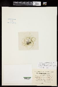 Spirogyra setiformis image