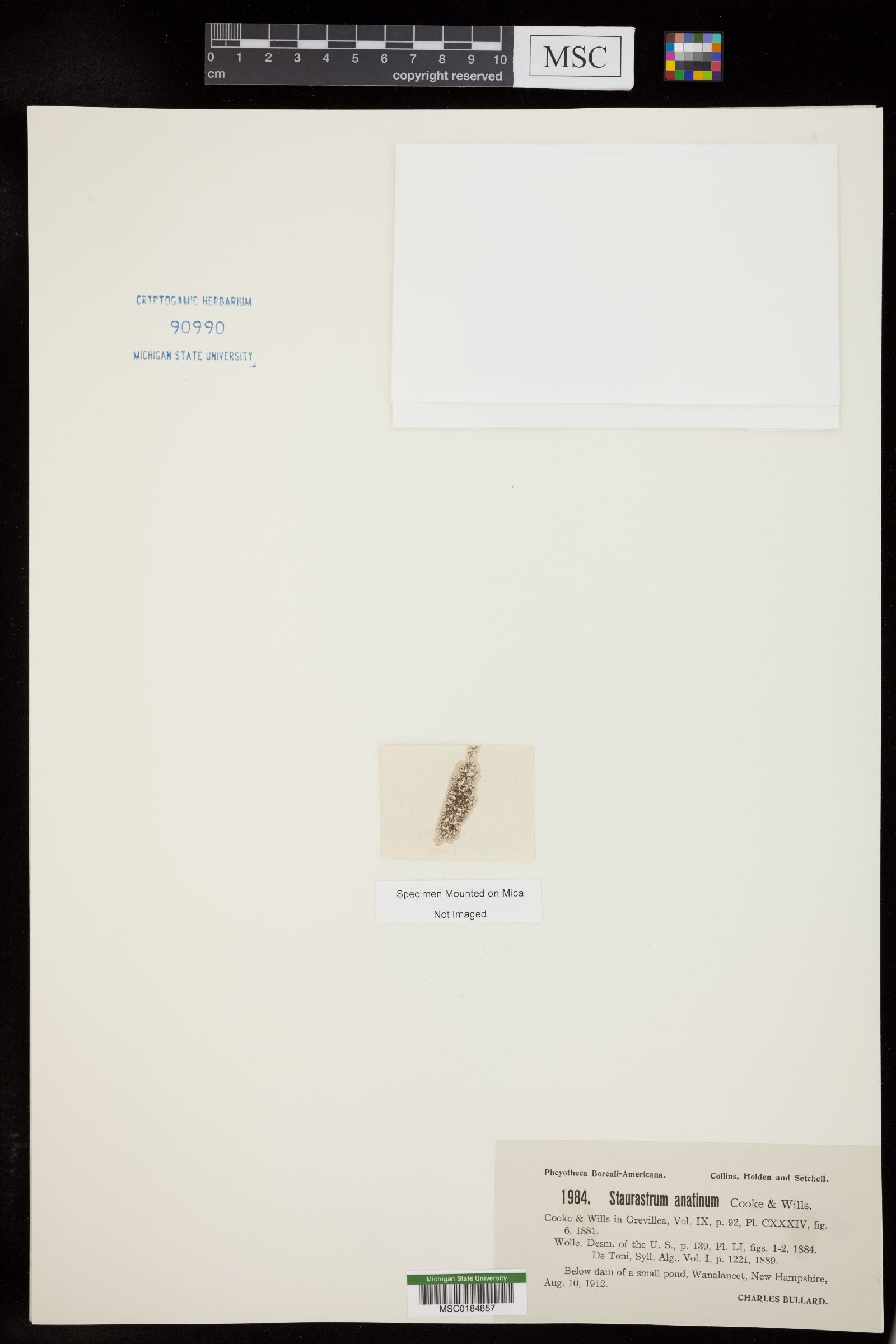 Staurastrum anatinum image