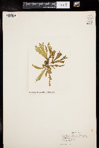Image of Umbraulva japonica