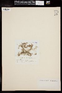 Oedogonium echinospermum image