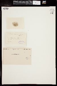 Ophiocytium apiculatum image