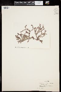Acanthopeltis japonica image