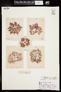 Polysiphonia parasitica image