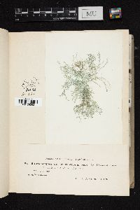 Batrachospermum elegans image