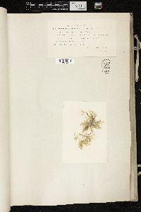 Cladophora glomerata var. callicoma image