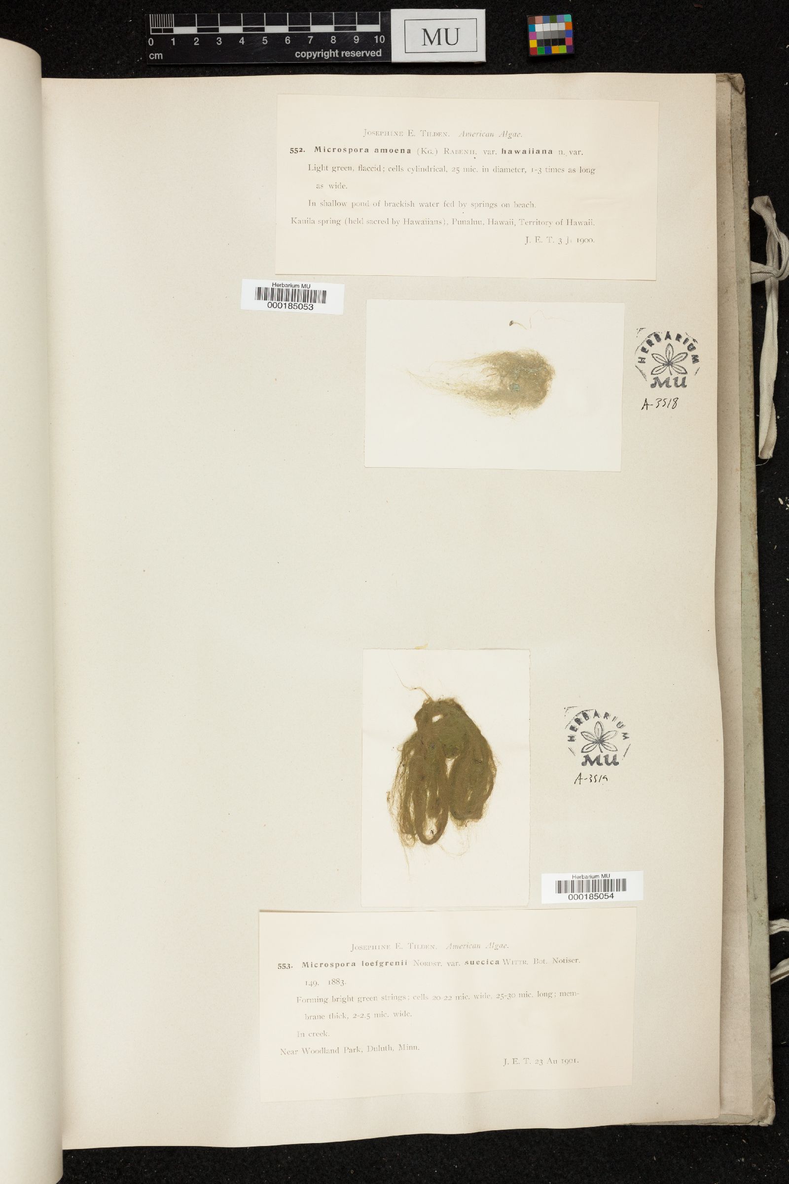 Microspora loefgrenii var. suecica image