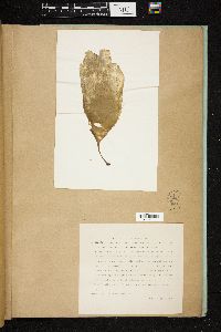 Laminaria ephemera image