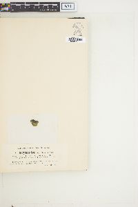 Brachytrichia quoyi image