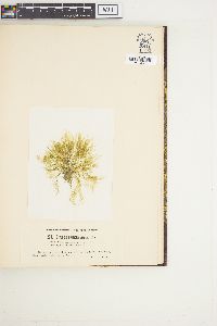 Bryopsis plumosa image