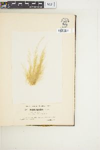 Cladophora rudolphiana image