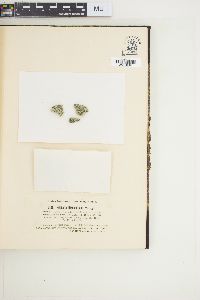 Rivularia biasolettiana image