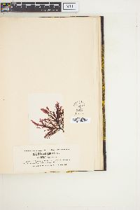 Delesseria quercifolia var. linearis image