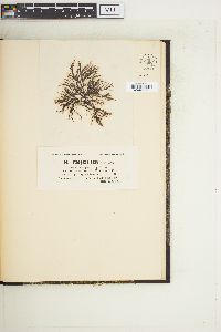 Polysiphonia opaca image
