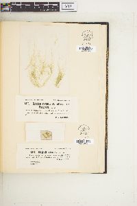 Cladophora glomerata var. callicoma image