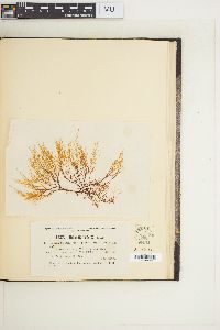 Gracilaria cervicornis image