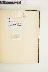 Euastrum verrucosum var. alatum image