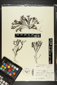 Ahnfeltiopsis furcellata image