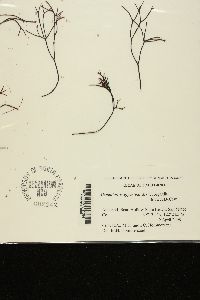 Ahnfeltiopsis gigartinoides image