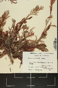 Amansia pinnatifida image