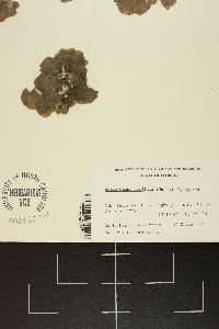 Anadyomene stellata image