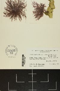 Antithamnionella ternifolia image