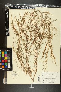 Austronereia australis image