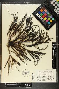 Bifurcariopsis capensis image